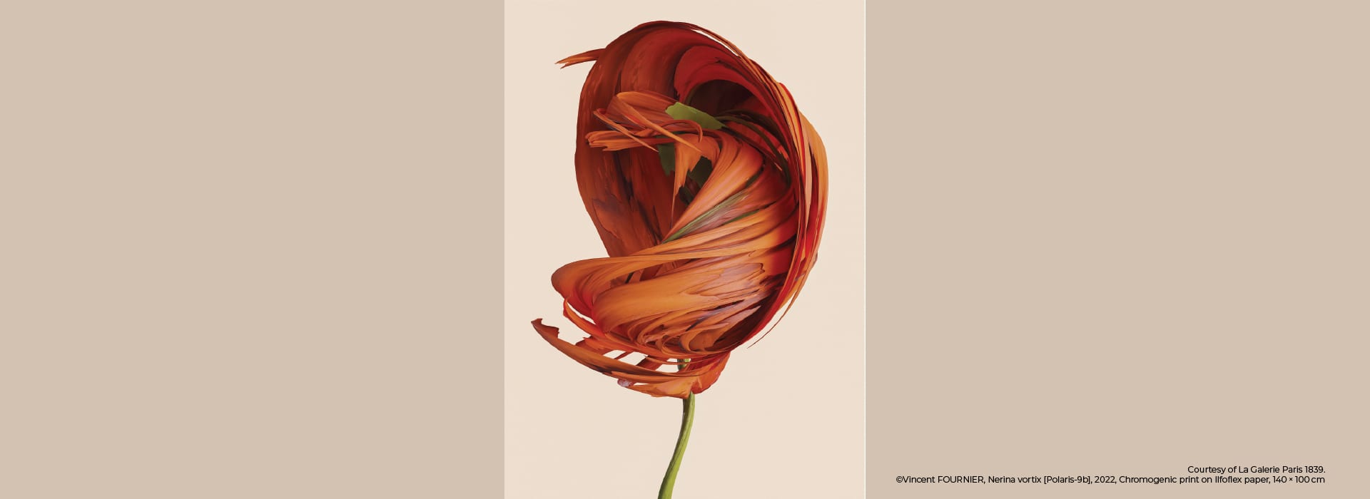 "Flora Incognita" Exhibition [French May Arts Festival 2026]
